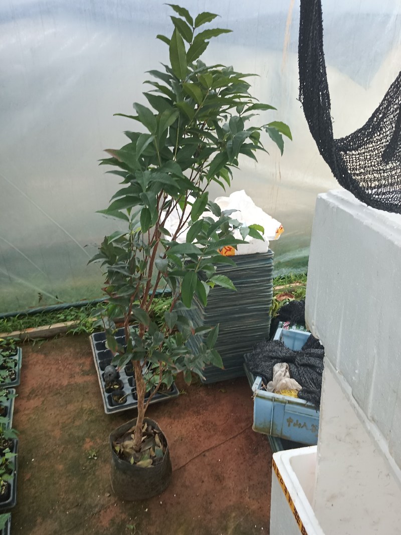 树葡萄苗