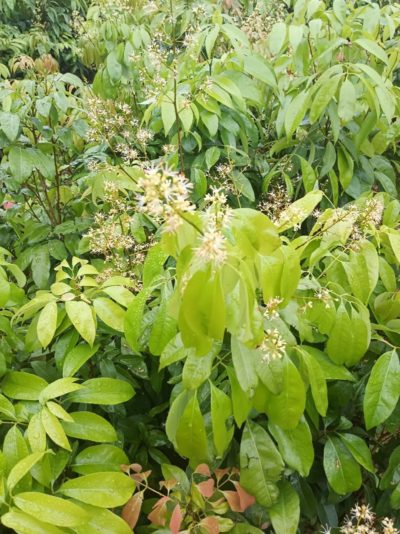 无核荔枝苗