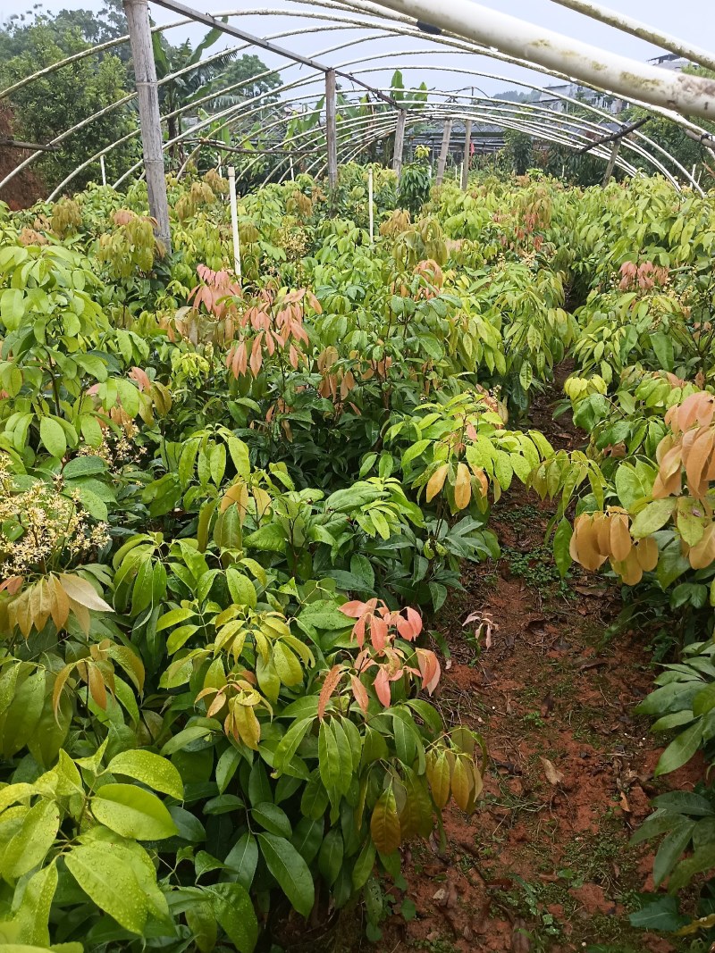无核荔枝苗