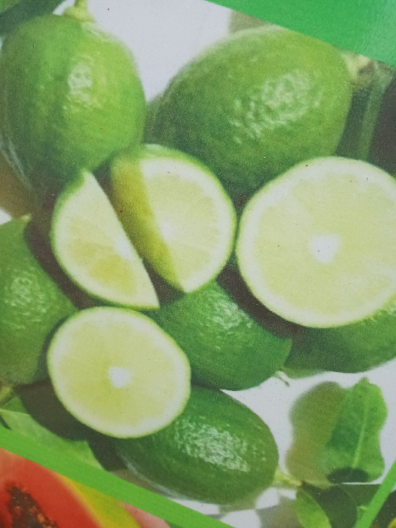 广东香水柠檬苗