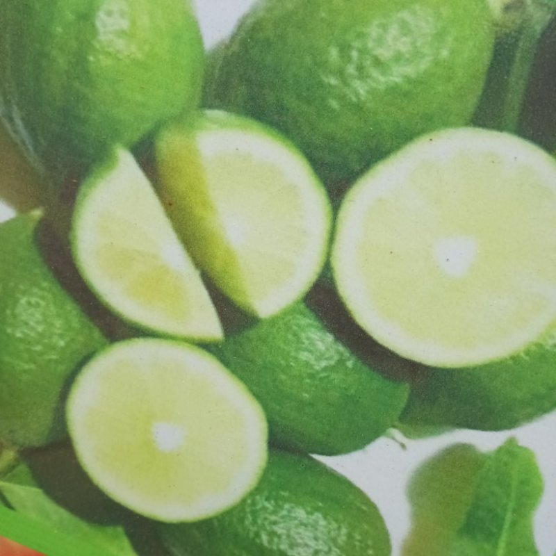 广东香水柠檬苗