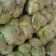 河北精品圆包菜精选甘蓝量大价优保质保量欢迎考察