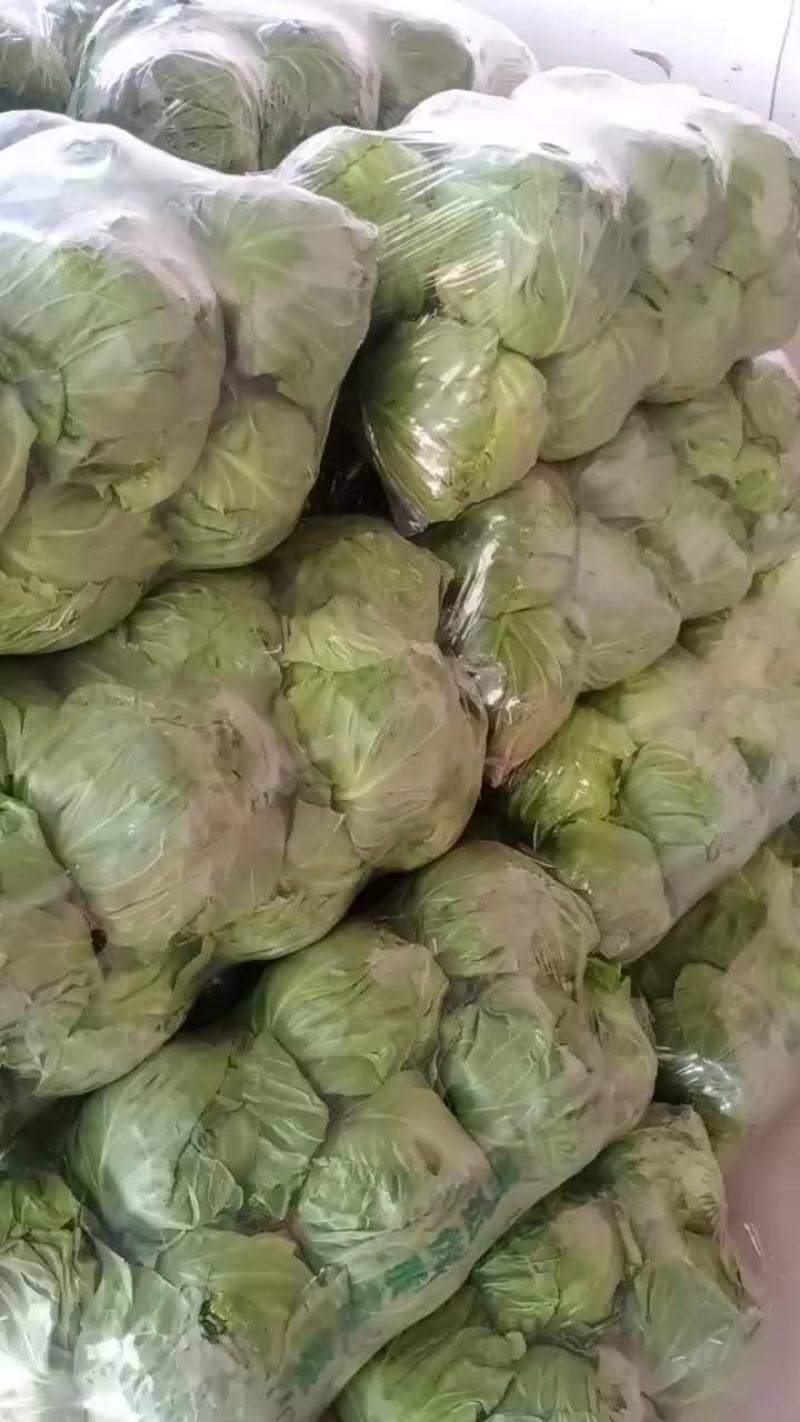 河北精品圆包菜精选甘蓝量大价优保质保量欢迎考察