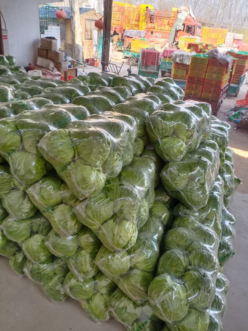 河北精品圆包菜精选甘蓝量大价优保质保量欢迎考察