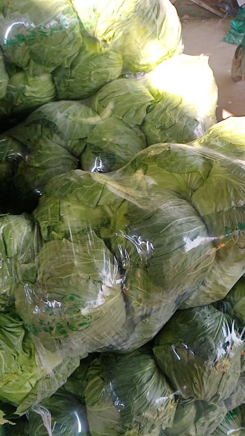 河北精品圆包菜精选甘蓝量大价优保质保量欢迎考察