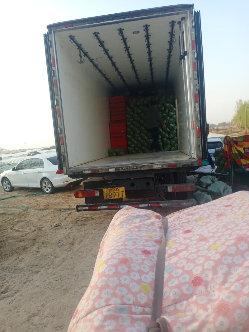 河北精品圆包菜精选甘蓝量大价优保质保量欢迎考察