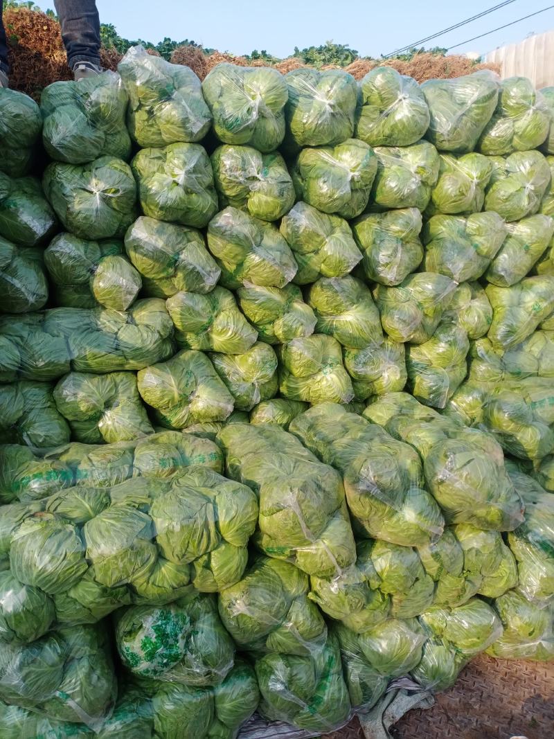 河北精品圆包菜精选甘蓝量大价优保质保量欢迎考察