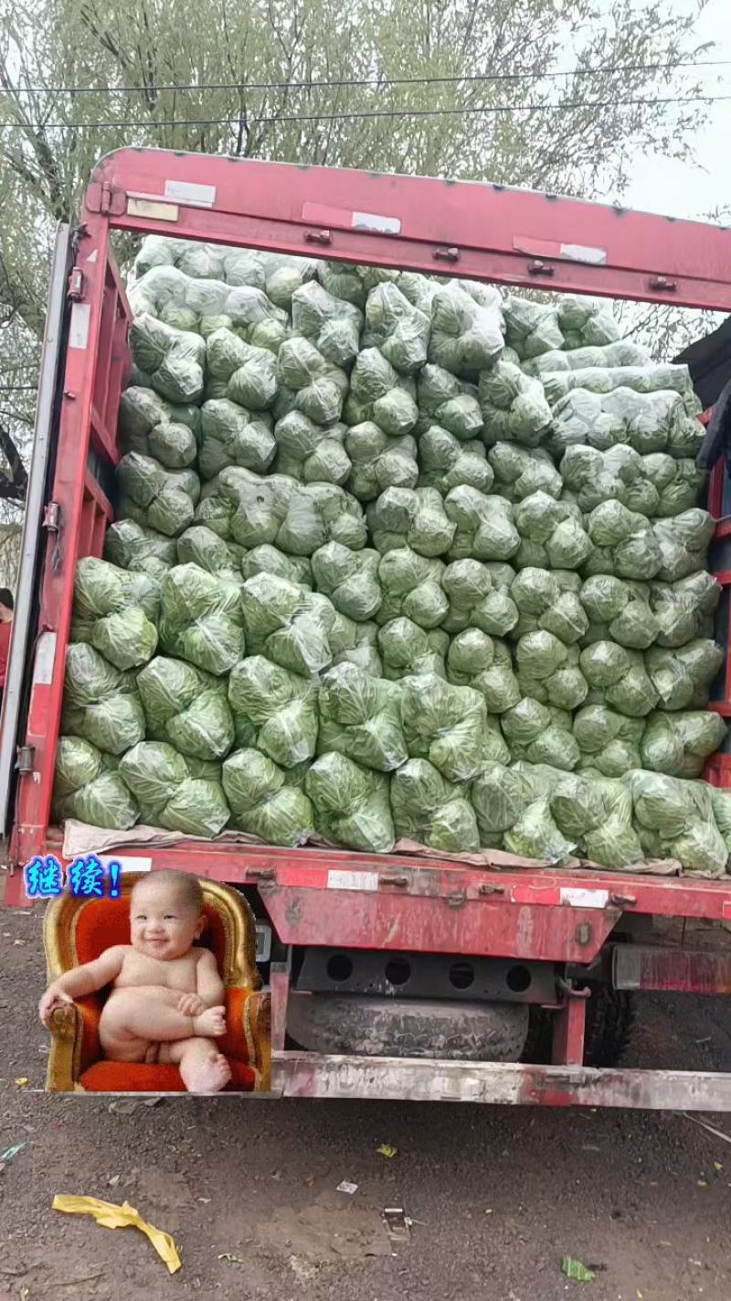 河北精品圆包菜精选甘蓝量大价优保质保量欢迎考察