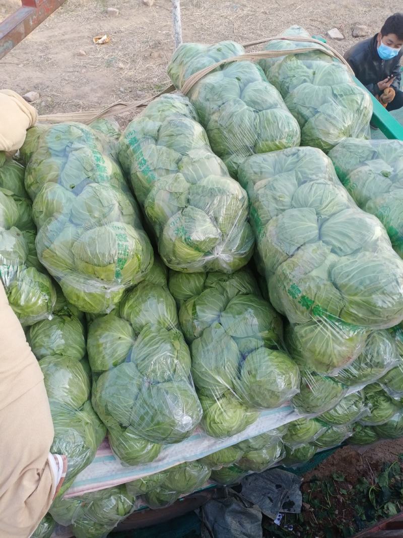 河北精品圆包菜精选甘蓝量大价优保质保量欢迎考察