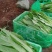 【精品】油麦菜产地直发全国发货保质保量欢迎联系