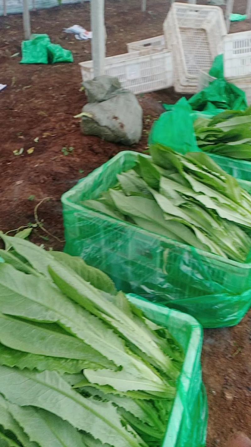 【精品】油麦菜产地直发全国发货保质保量欢迎联系