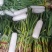 【精品】油麦菜产地直发全国发货保质保量欢迎联系
