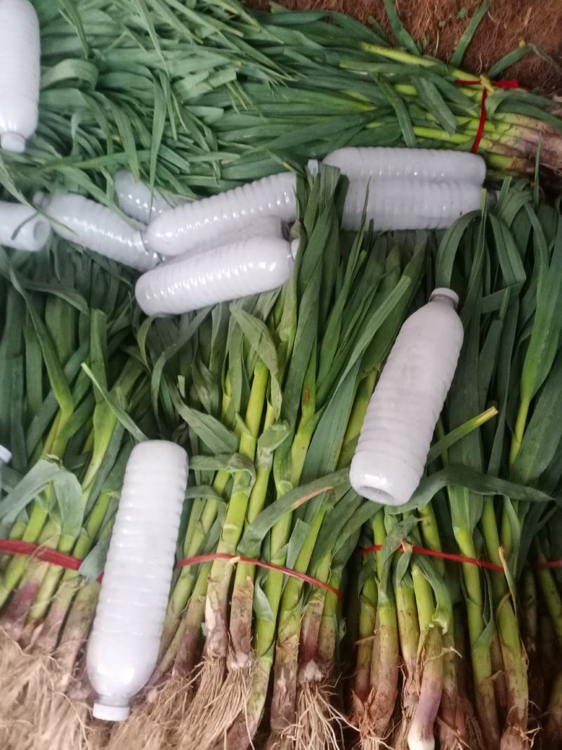 【精品】油麦菜产地直发全国发货保质保量欢迎联系