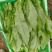 【精品】油麦菜产地直发全国发货保质保量欢迎联系