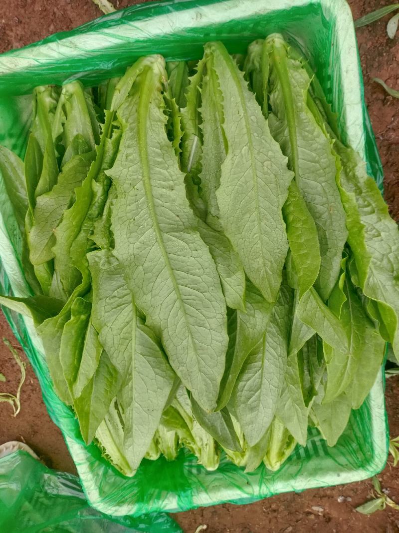 【精品】油麦菜产地直发全国发货保质保量欢迎联系
