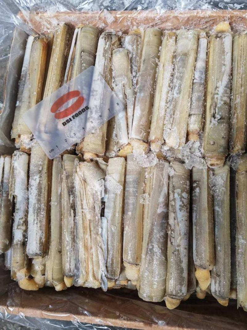 竹蛏活冻竹蛏蛏子圣子王