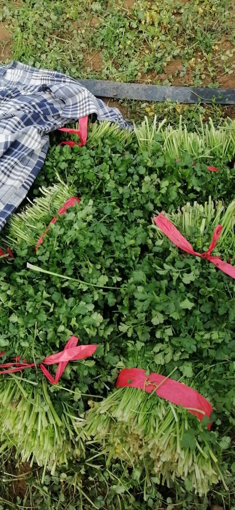 香菜精品香菜产地直发一手货源量大价优欢迎老板咨询