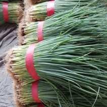 小葱产地直发一手货源量大价优对接全国各级市场欢迎致电