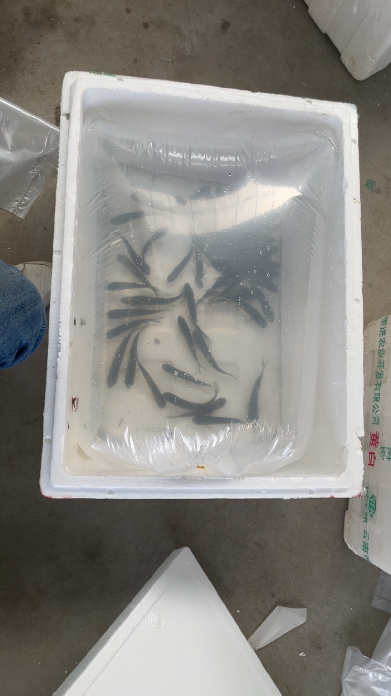 苏北淡水抗病毒草鱼苗，1500基地，可实地考察，欢迎咨询
