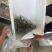 苏北淡水抗病毒草鱼苗，1500基地，可实地考察，欢迎咨询