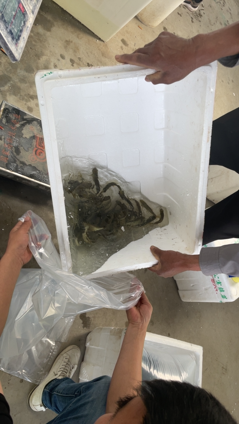 苏北淡水抗病毒草鱼苗，1500基地，可实地考察，欢迎咨询