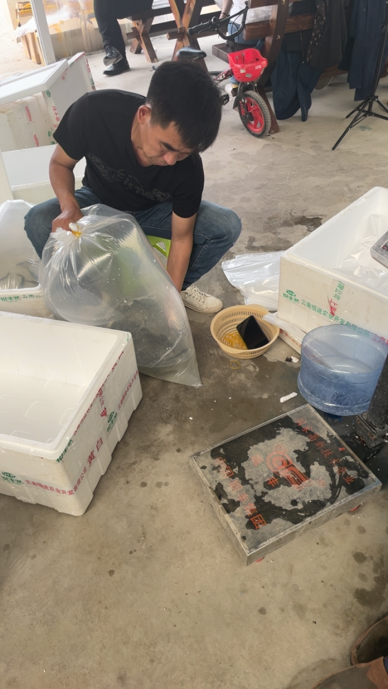 苏北淡水抗病毒草鱼苗，1500基地，可实地考察，欢迎咨询