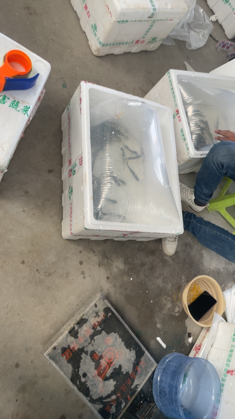 苏北淡水抗病毒草鱼苗，1500基地，可实地考察，欢迎咨询