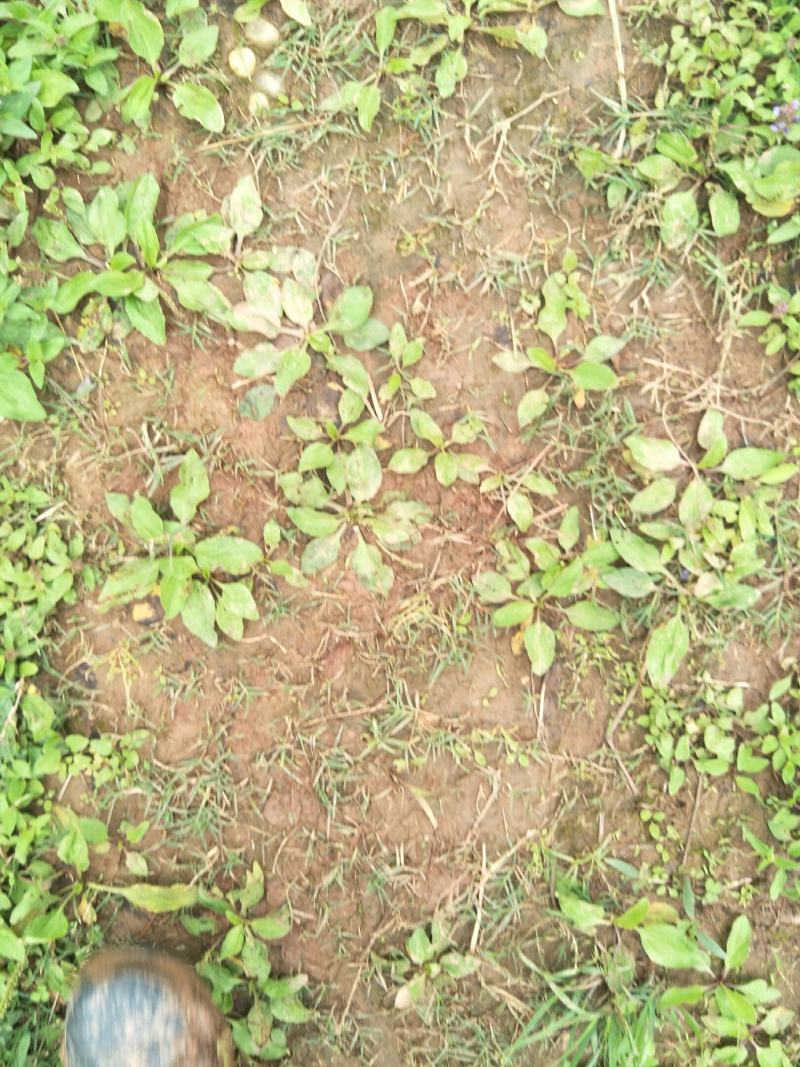 野生车前草苗，自然生长，药性强，一次种植，获益多年，值得
