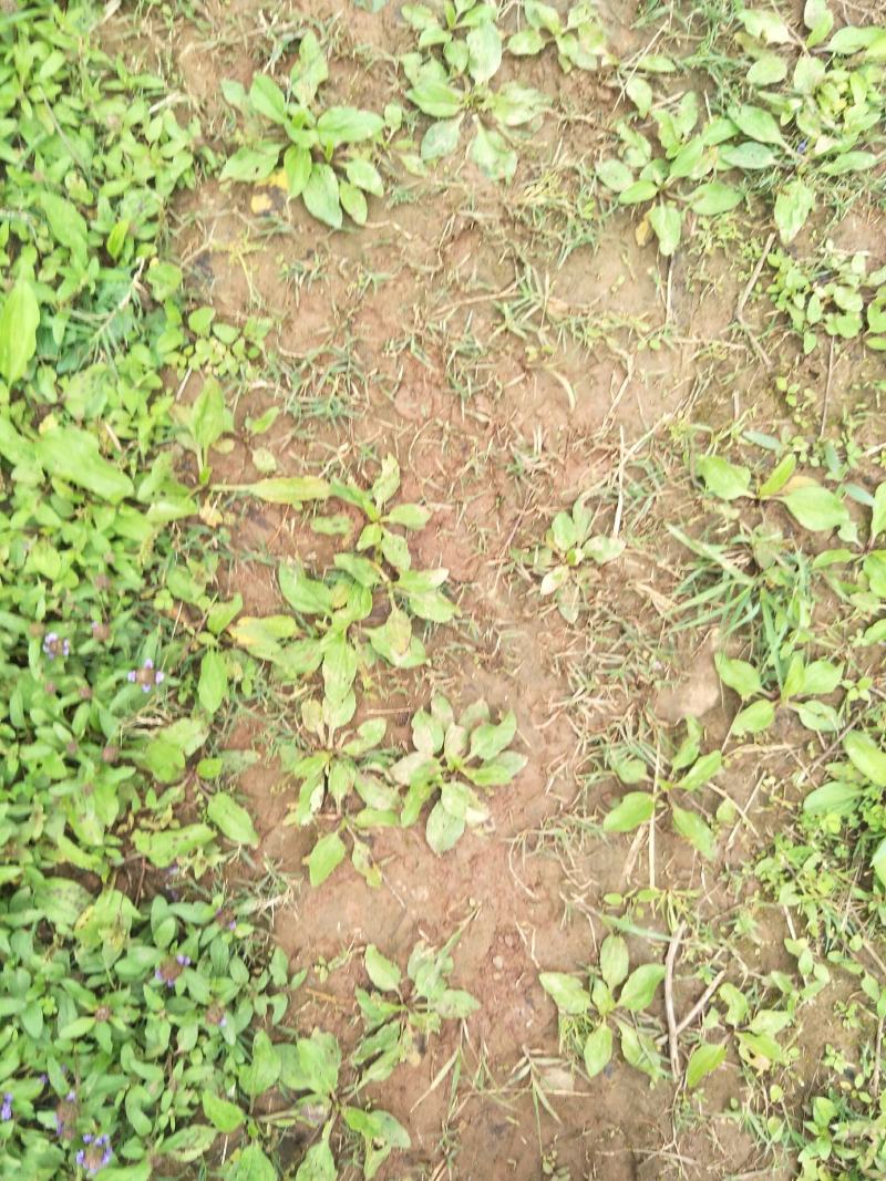 野生车前草苗，自然生长，药性强，一次种植，获益多年，值得