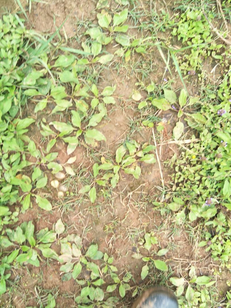 野生车前草苗，自然生长，药性强，一次种植，获益多年，值得