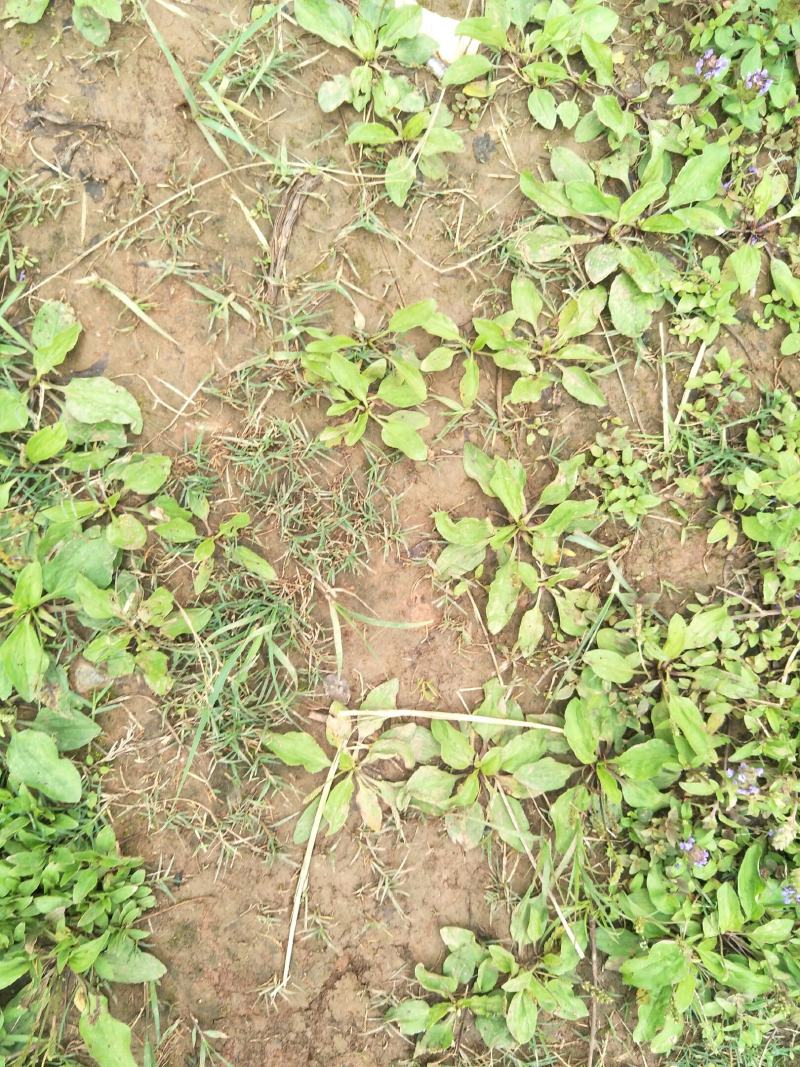 野生车前草苗，自然生长，药性强，一次种植，获益多年，值得
