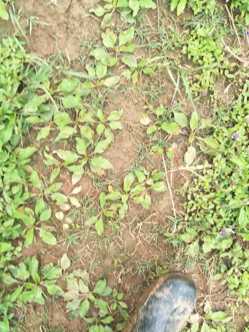 野生车前草苗，自然生长，药性强，一次种植，获益多年，值得