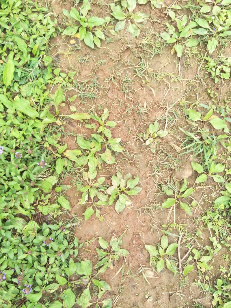 野生车前草苗，自然生长，药性强，一次种植，获益多年，值得