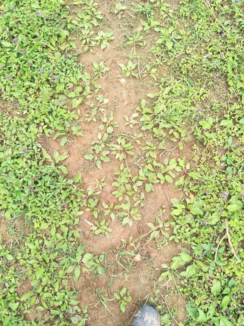 野生车前草苗，自然生长，药性强，一次种植，获益多年，值得