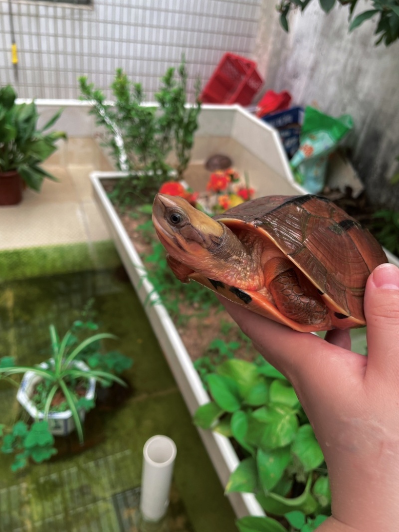 1.3斤越南母