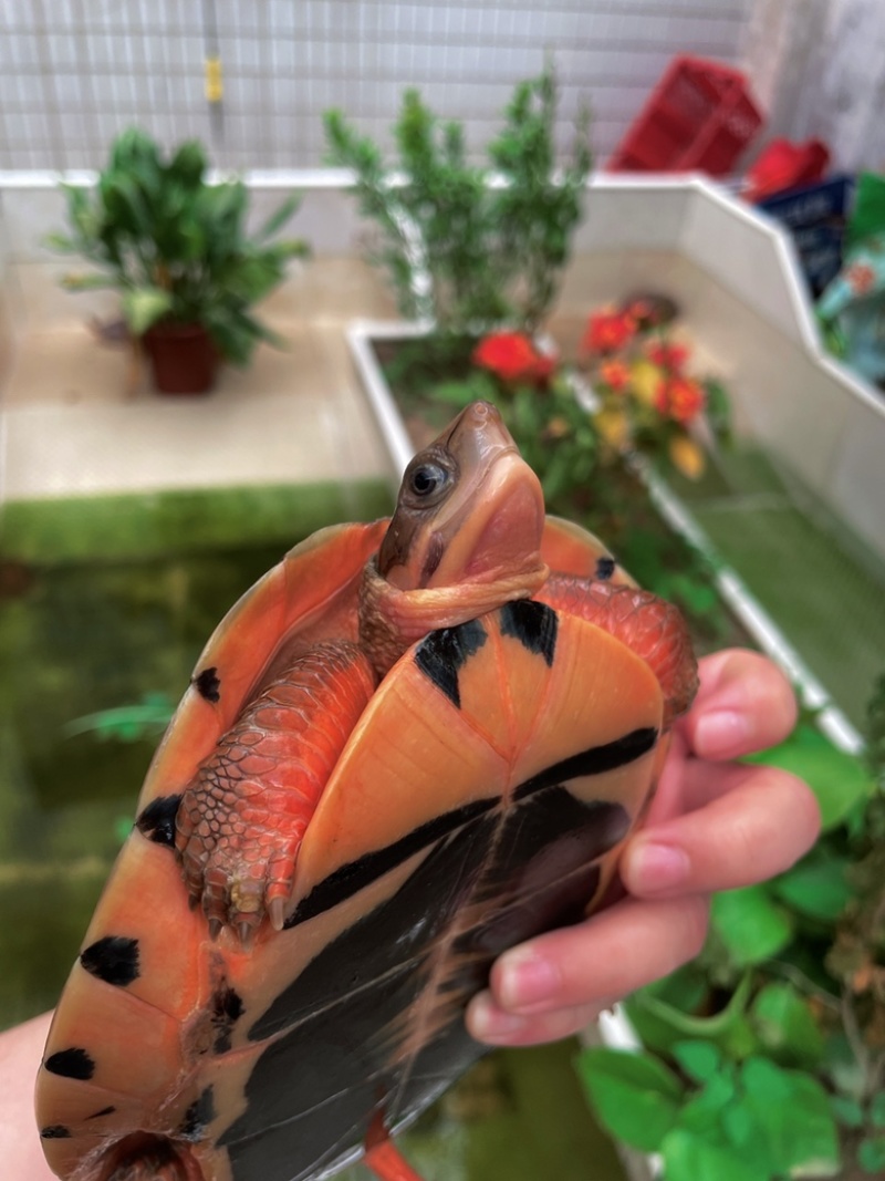 1.3斤越南母