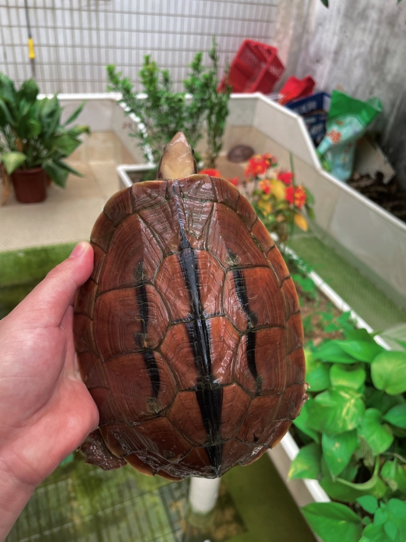 1.3斤越南母