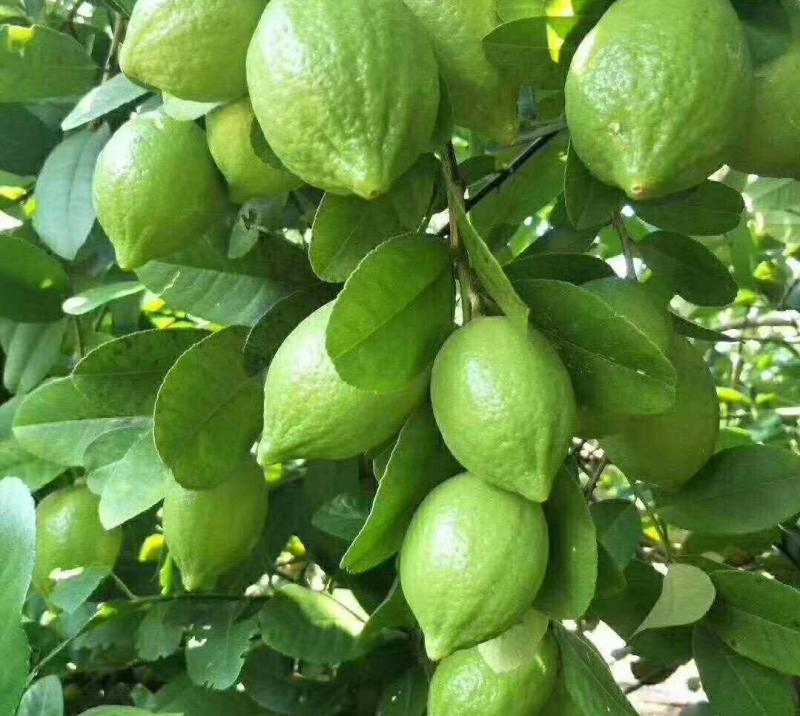 高品质广东香水柠檬(手打柠檬茶专用)