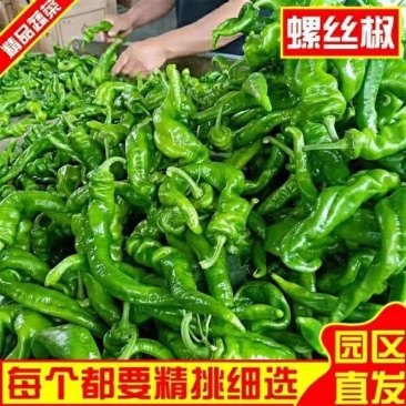 新鲜辣椒薄皮螺丝椒大量上市万亩辣椒基地