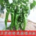新鲜辣椒薄皮螺丝椒大量上市万亩辣椒基地