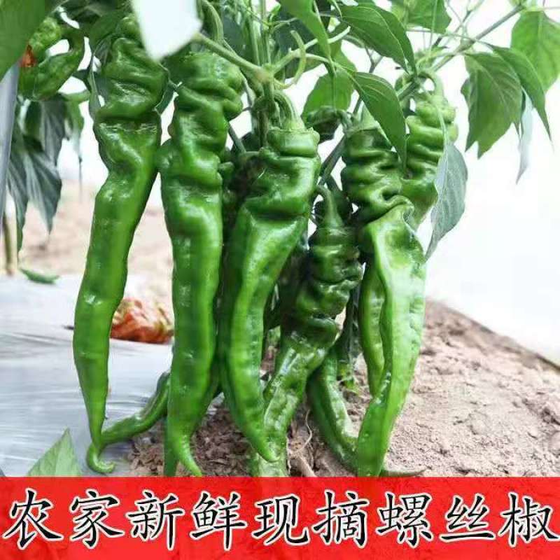 新鲜辣椒薄皮螺丝椒大量上市万亩辣椒基地