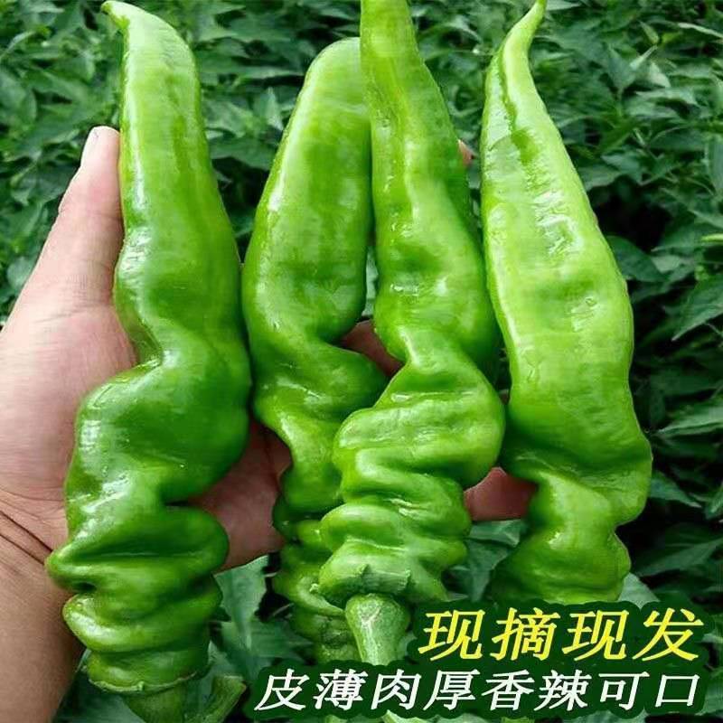 新鲜辣椒薄皮螺丝椒大量上市万亩辣椒基地