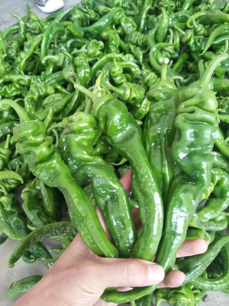 新鲜辣椒薄皮螺丝椒大量上市万亩辣椒基地