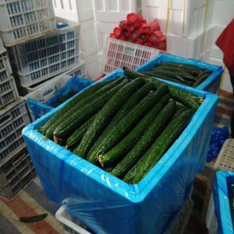 河南夏邑县密刺黄瓜，货源充足质量有保证