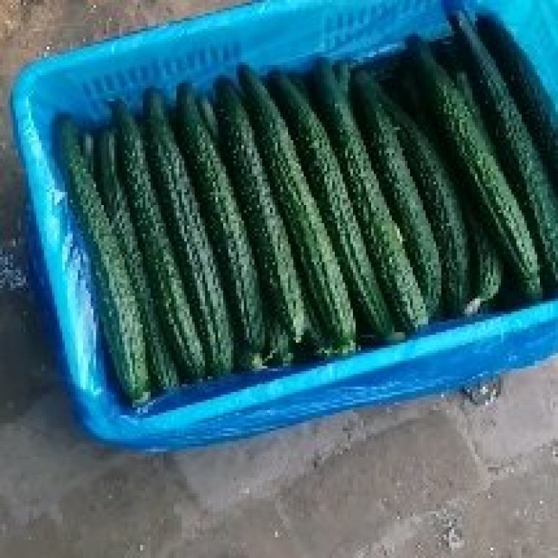 河南夏邑县密刺黄瓜，货源充足质量有保证