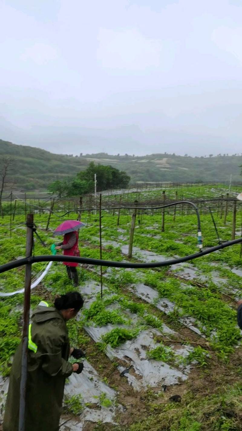 中药材种苗基地种植