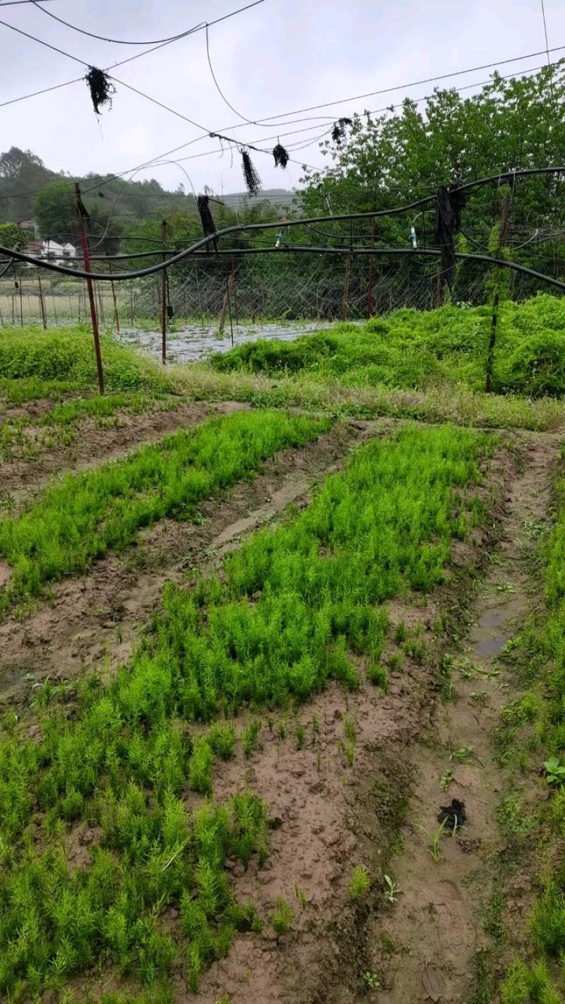 中药材种苗基地种植