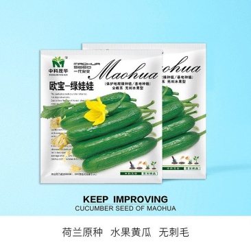 欧宝绿娃娃荷兰水果黄瓜种子，全雌无刺，清香爽口，瓜条顺直