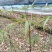 竹节生