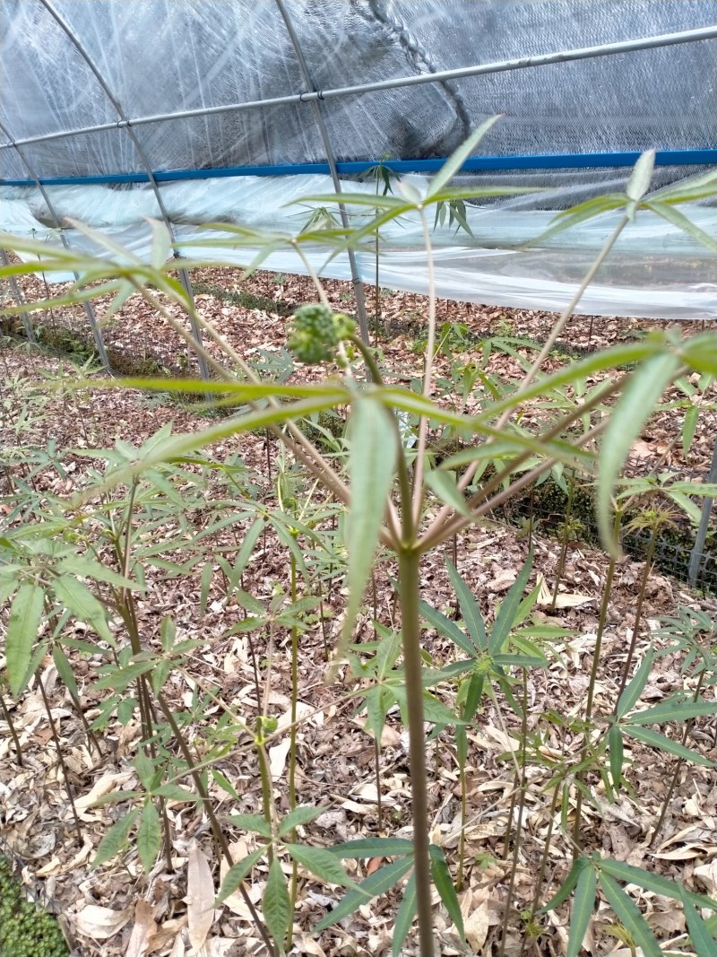 竹节生